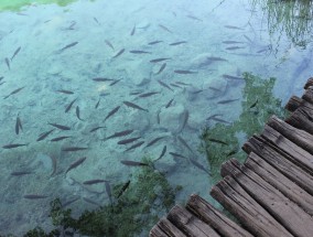 夏天垂钓，探寻目标鱼种之旅